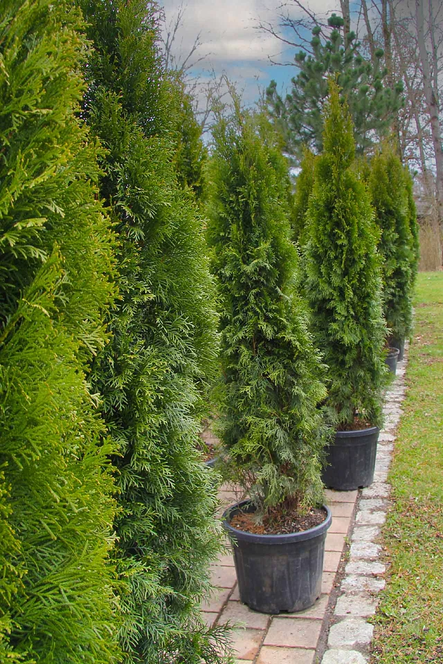 Thuja 'Smaragd' Heckenpflanzen 175 cm