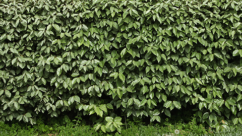 Hecken-Sortiment: Ölweide