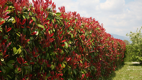 Hecken-Sortiment: Glanzmispel