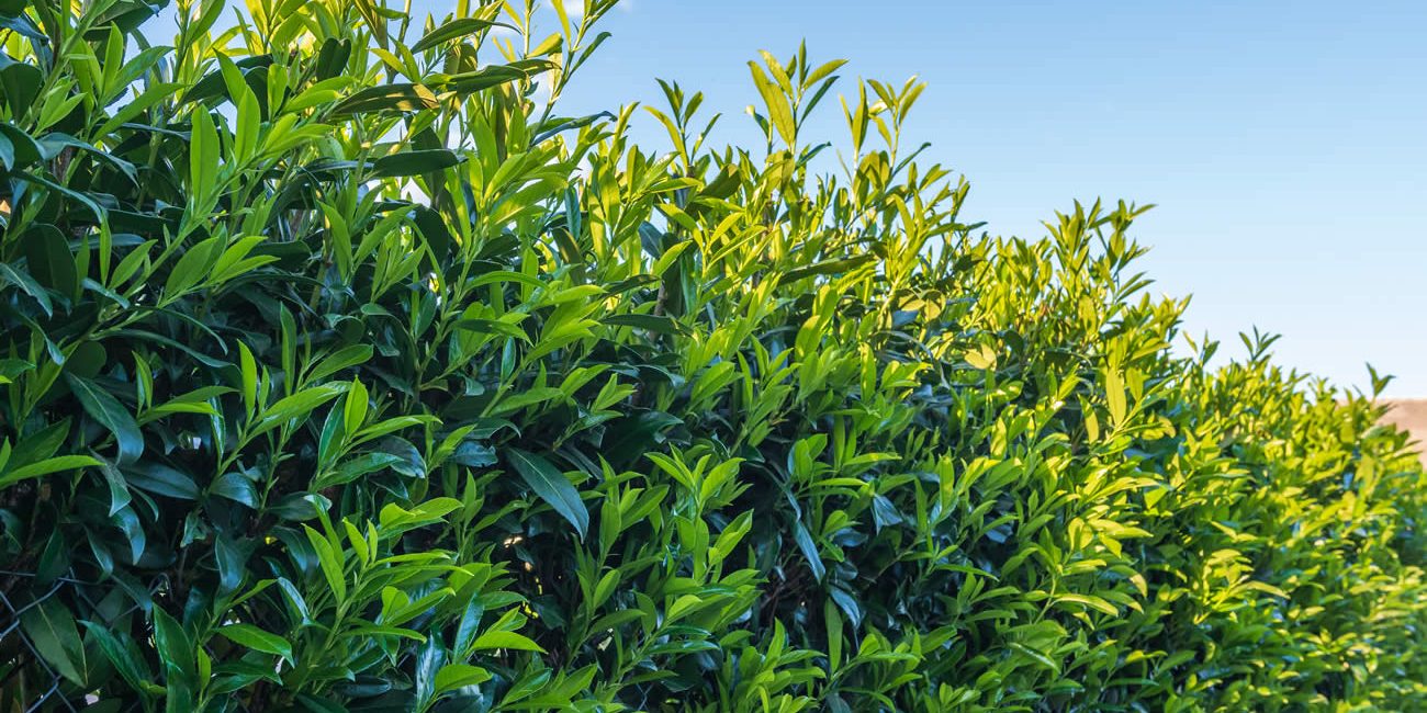 Der Kirschlorbeer im Garten