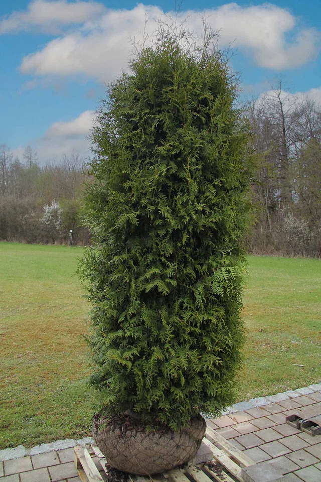 Ausstellungshecken Thuja 'Brabant' ab 250 cm Pflanzengröße